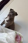 American bully xl/amstaff hane (7 månader)
