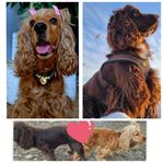 Engelska Cockerspaniel valpar