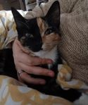 kelig underbar Hon katt 