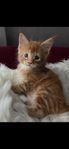 Maine coon med stamtavla 