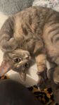 katt 