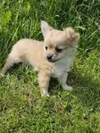 chiuahua/papillon valpar