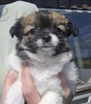 chiuahua papillon valpar