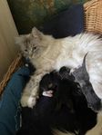 Ragdoll blandat tre kattungar 
