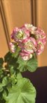 Pelargoner 