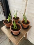 Aloevera i lerkrukor 