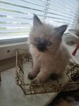 Ragdoll