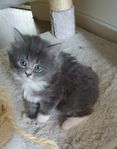 kattunge 