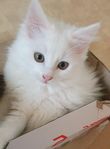 kattunge 