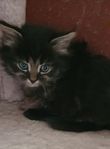 kattunge 