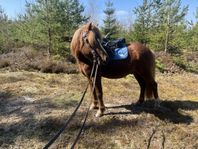 barnkär B-ponny