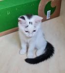 kattunge hona leveransklar