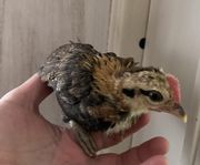 Tupp Gammelsvensk dvärg