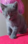 kattungar.