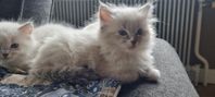 Ragdoll 