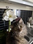 Norsk skogkatt
