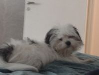 Hund 8 månader 