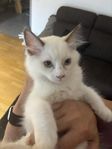 Raggdoll kattunge