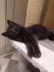 kattunge