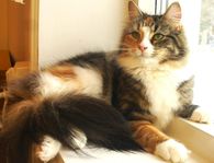 Norsk Skogkatt, perser katter