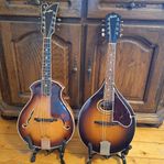Mandolin