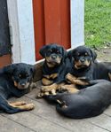 Rottweiler valpar (leveransklara)