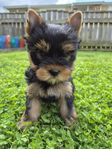Yorkshireterrier valpar 