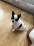 Liten tik (chihuahua/papillon) säljes!