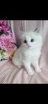 Ragdoll kattungar