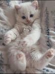 kattungar brittiskkorthår ragdoll blandras