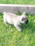 Fransk bulldog valp