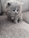 Brittisk kattungar 