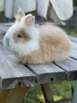 Engelsk Angora 