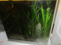 Akvarieväxter Växter t Akvarium 5 stycken Jättevallisneri