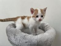 kattungar