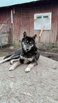 östlaika