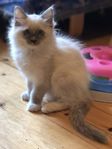RAGDOLL LEVERANSKLAR 13/6
