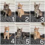 Maine Coon Kattungar