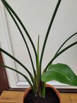 2 st. Strelitzia nicolai