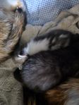 Huskattungar