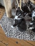 Huskattungar