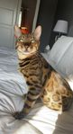 Bengal hona