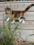 Kattungar