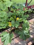 zucchini 