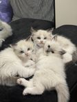 ragdoll 