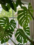 Stor Monstera planta växt 