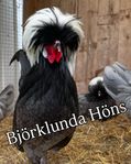 holländsk dvärgvithätta TUPP