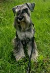 Dvärgschnauzerhane 3.5år