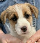 SKK Jack Russell Tikvalp till sommarlovet 
