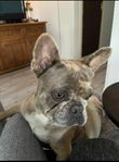 Fransk Bulldog Tik 2 år